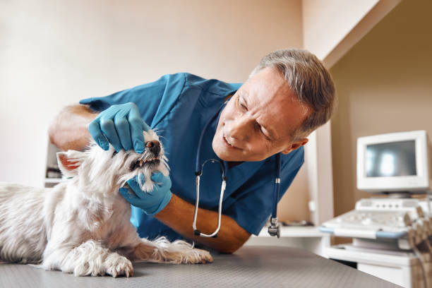 Best Walk-In Emergency Dentist in Delphi, IN